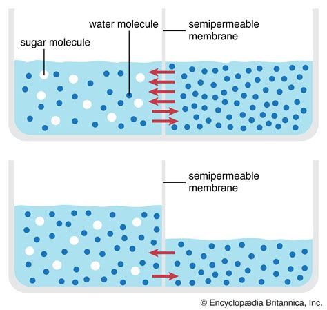 osmosis phenomenon flow of